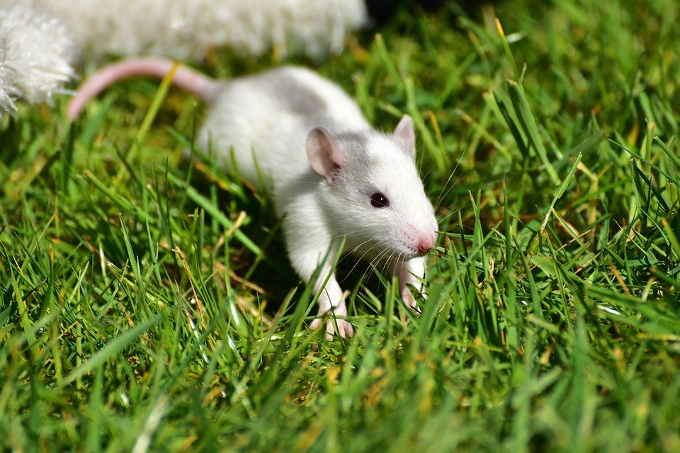 ihshouse's tweet photo. How does the company of #IHSCurious compare to characters from the show? Time for a #CuriousComparison!
Christopher has a pet rat named Toby. What pets do you have? https://t.co/nmlFFw34Y8