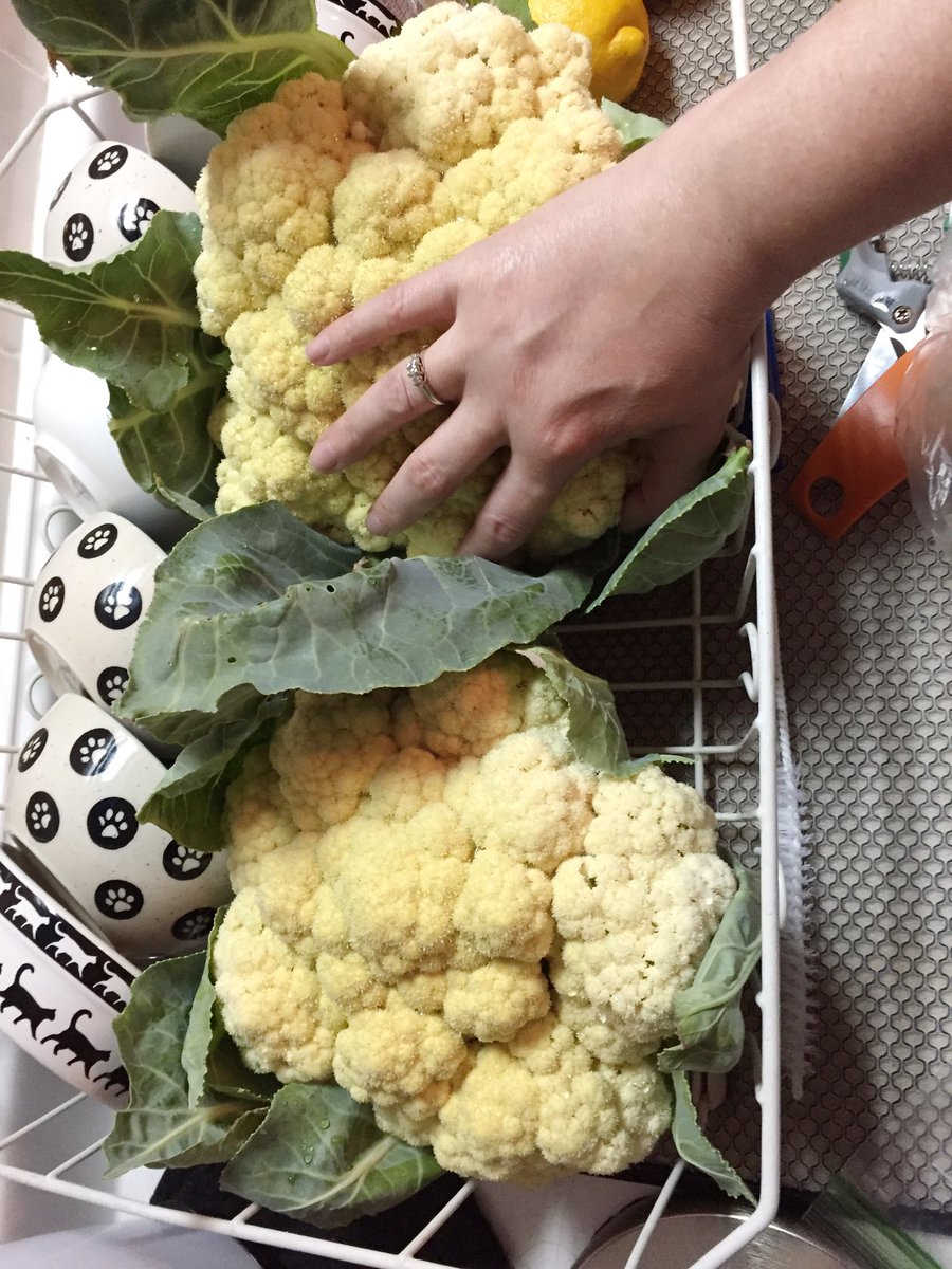 TiiuAshcraft's tweet photo. Eric just harvested our first ever cauliflower we grew this year. They’re SO big! I can’t fit my hand on even half of it. #Igrowstuff #GardenFeelGood #gardening #Plants4Health #glamgardener https://t.co/UcpgaYZ986