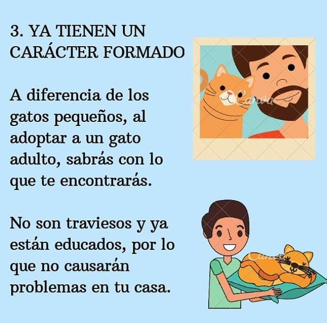 Razones para adoptar a un gato adulto🐈❤️🏠👪 Siempre habrán muchas, pero estas son algunas... #MartesDeAdopción #AdoptaUnGatoAdulto #Gatos