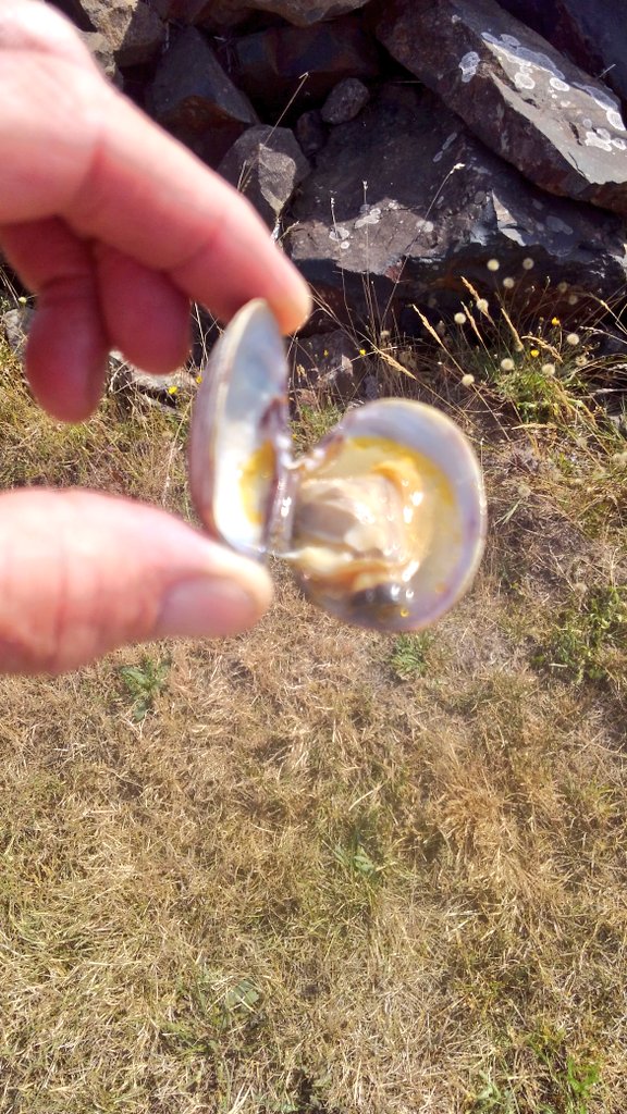 DSmasne's tweet photo. >>>--->Snack : TIME.......#Willapa #Clams https://t.co/DnAH2Oqlnw