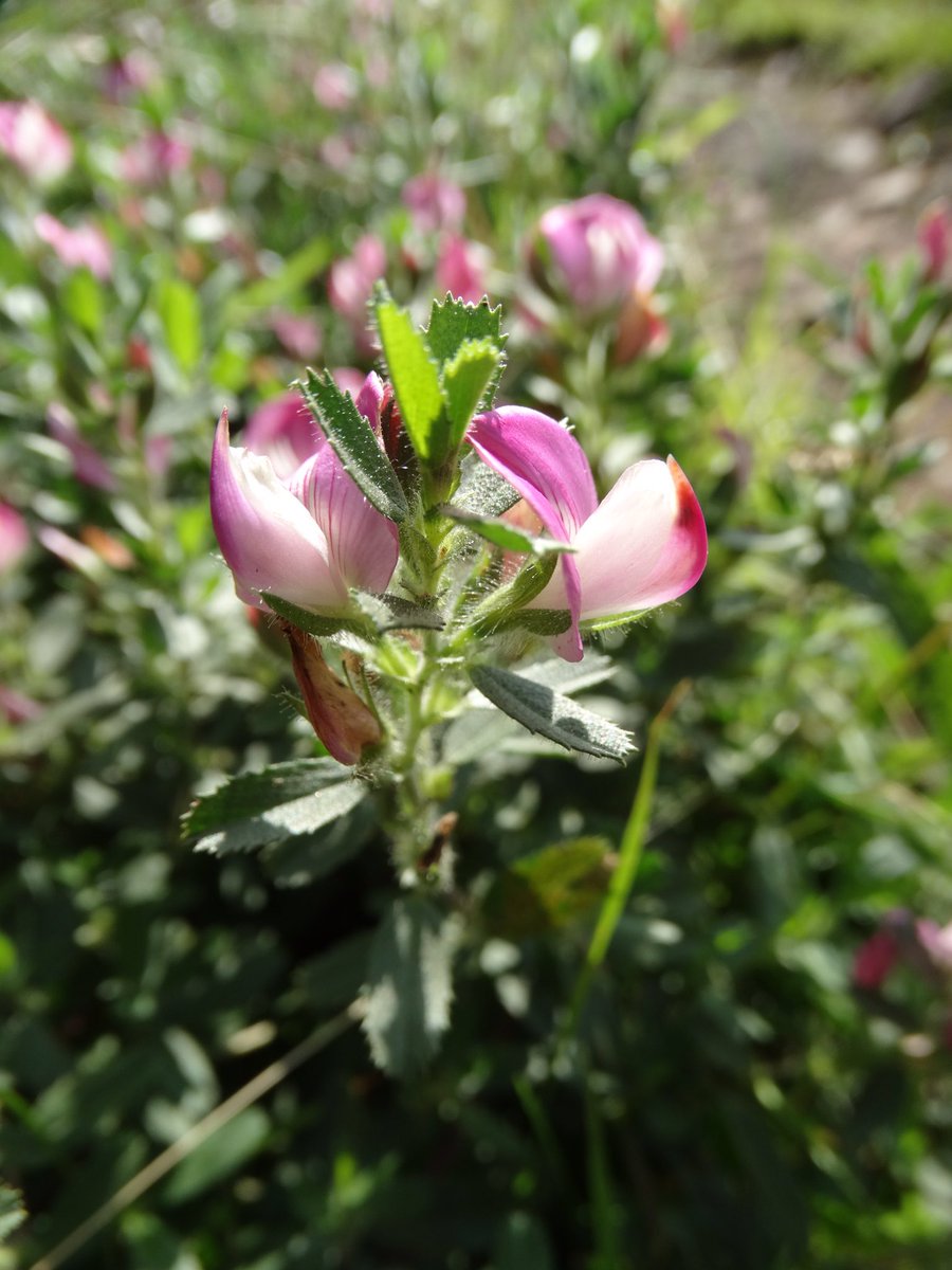 DeriLlwyn's tweet photo. Common Restharrow &amp; beautiful summer evenings  #WildFlowers #CommonRestharrow #WildFlowerHour https://t.co/IHUwL8viXV