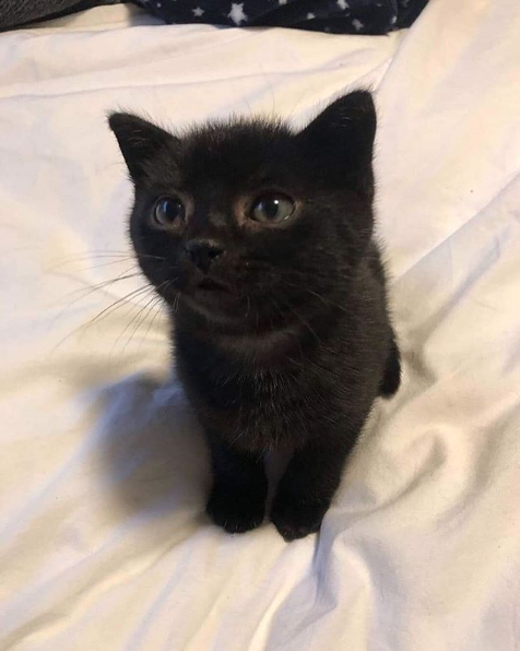 This little kitten slept on my bed last night 😻 l Source: @youngestoldcatlady

🔔 Don't miss out on any post - turn notifications ON

#ilovemycat #instacat #kitten #kittens #kittensofinstagram