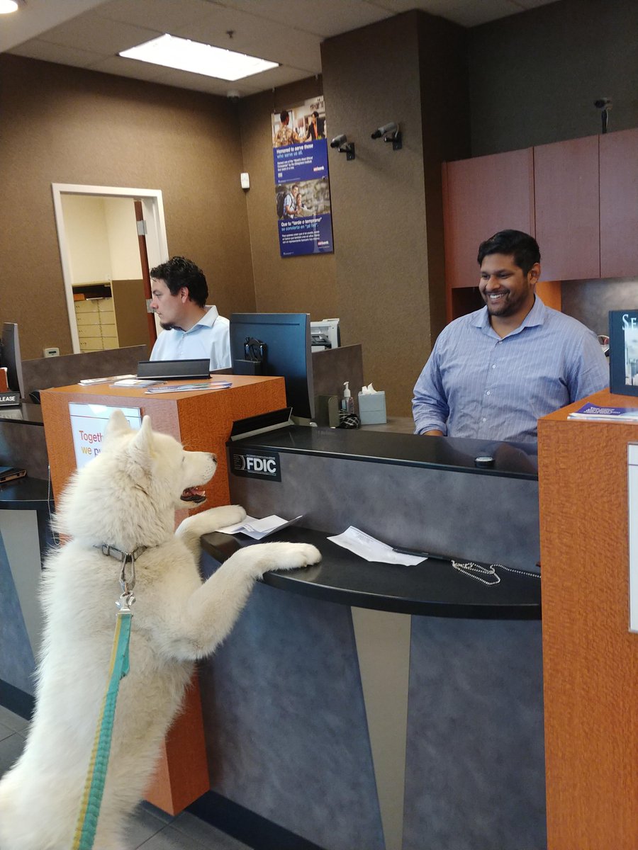 usbank's tweet photo. Introducing our first #Direwolfofusbank, Niikko! #GameofBones #HouseBark

#dogsofusbank https://t.co/cTDZFUWLET