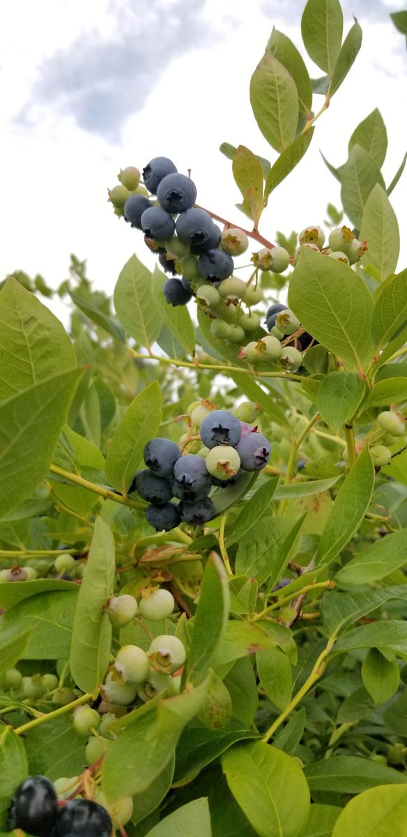 Truroagromart's tweet photo. It was a beautiful day to tour the valley, Sarsfield Orchard, and Dykeview Farms with @agromartgroup! #HowNSAgs https://t.co/6rgt8KgQ5L