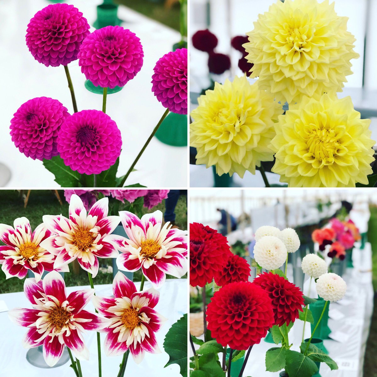 CarolineMGsy's tweet photo. Some of the gorgeous dahlias grown by my parents this year. West Show ready! @Julie_Baudains https://t.co/QDjb75mbQ9