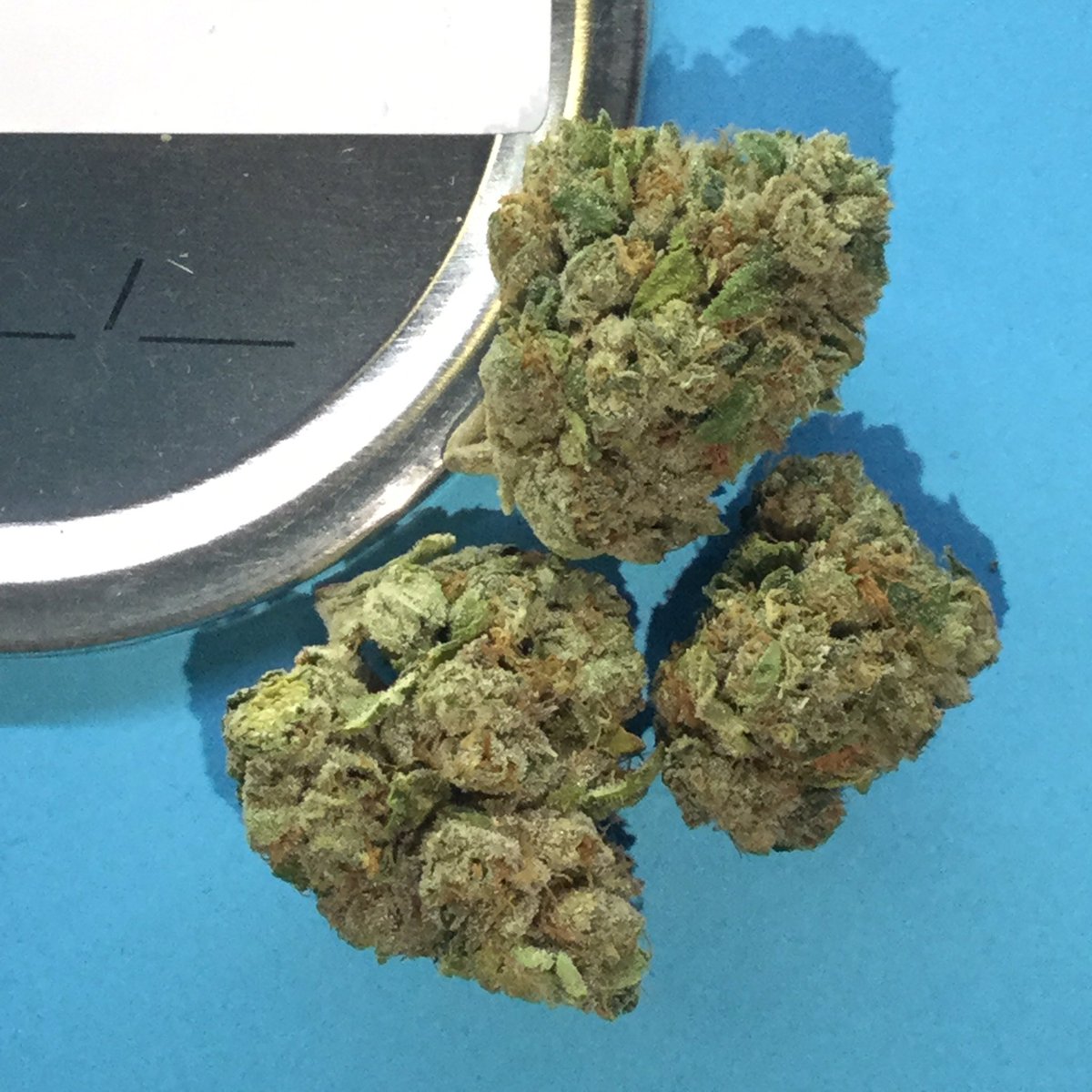ThePotBarn420's tweet photo. Yoda OG, a descendant of the legendary OG Kush, is an indica-dominant strain that induces heavy relaxation of the mind and body. This strain boasts its OG genetics with chunky pale buds, a tangle of orange hairs, and a pungent citrus aroma. https://t.co/LYtjCIbp6s