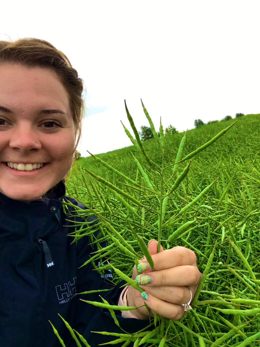 KarlOesch's tweet photo. #L233P is a #podstar! Thinking that this field is going to bust some bins this fall up by BONNYVILLE. There are two types of oil being produced up here 😏. Yield protected by our #Cotegra fungicide! @BASFAgro https://t.co/9nZcL2yxkW