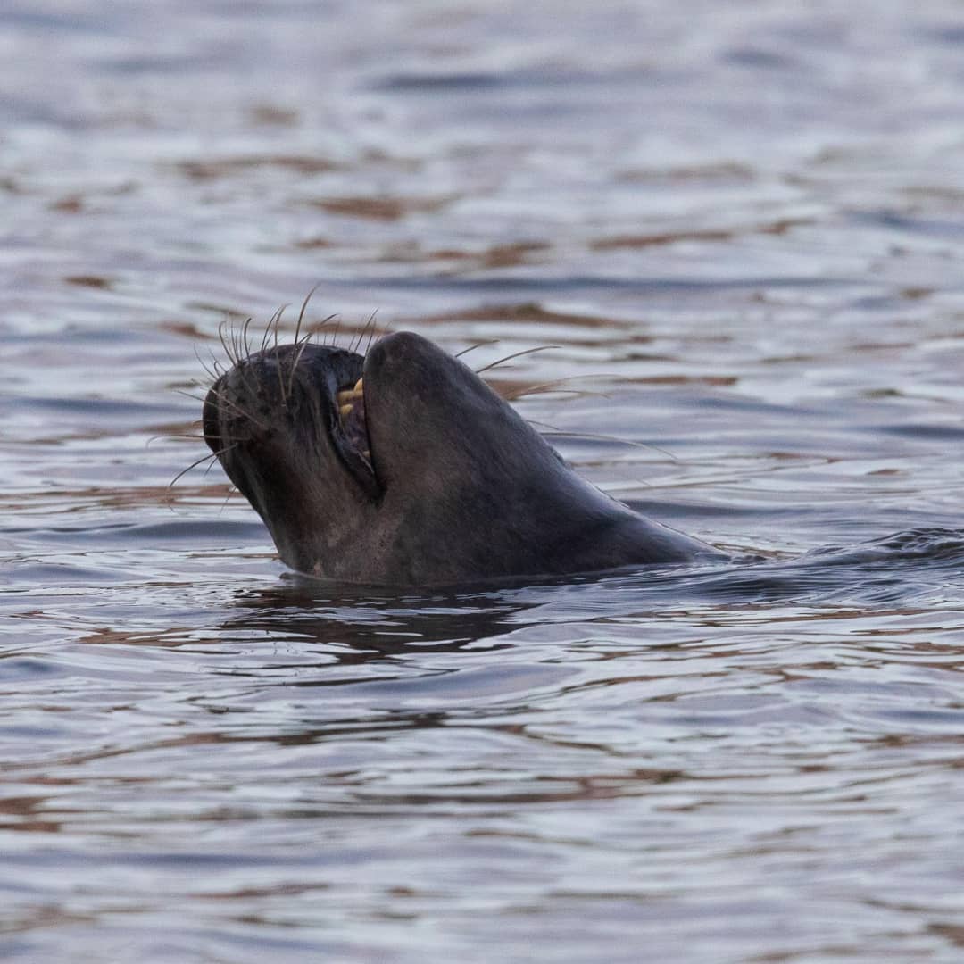 AHWLife's tweet photo. These guys are just one of the many reasons I love visiting forvie sands. They're adorable, curious and charismatic! #scotland #aberdeenshire #greyseals #seals #canon https://t.co/7etI6pF6SN