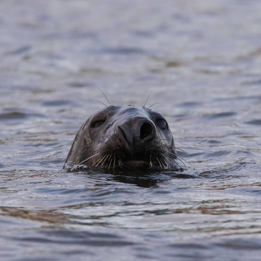 AHWLife's tweet photo. These guys are just one of the many reasons I love visiting forvie sands. They're adorable, curious and charismatic! #scotland #aberdeenshire #greyseals #seals #canon https://t.co/7etI6pF6SN
