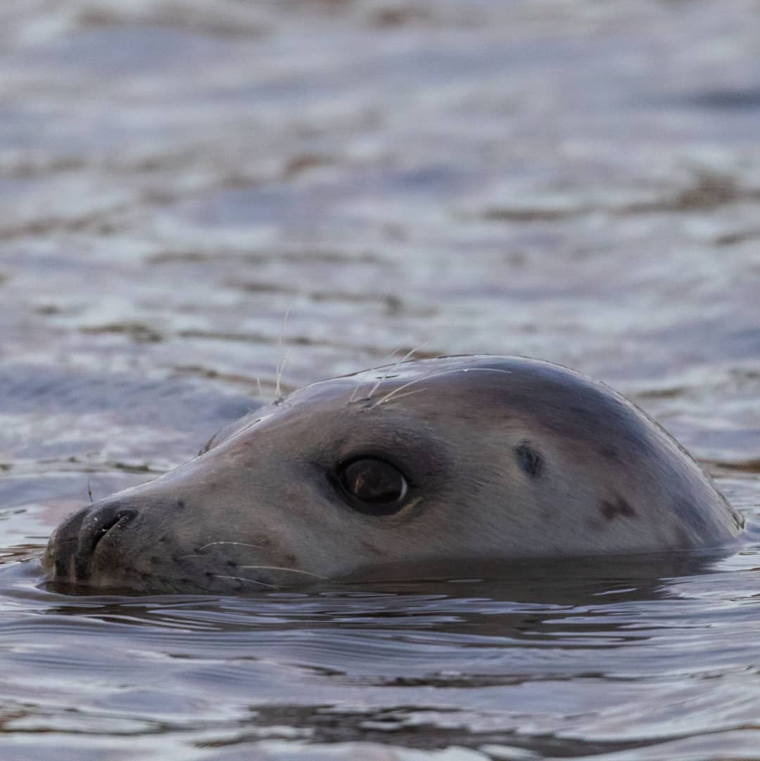 AHWLife's tweet photo. These guys are just one of the many reasons I love visiting forvie sands. They're adorable, curious and charismatic! #scotland #aberdeenshire #greyseals #seals #canon https://t.co/7etI6pF6SN
