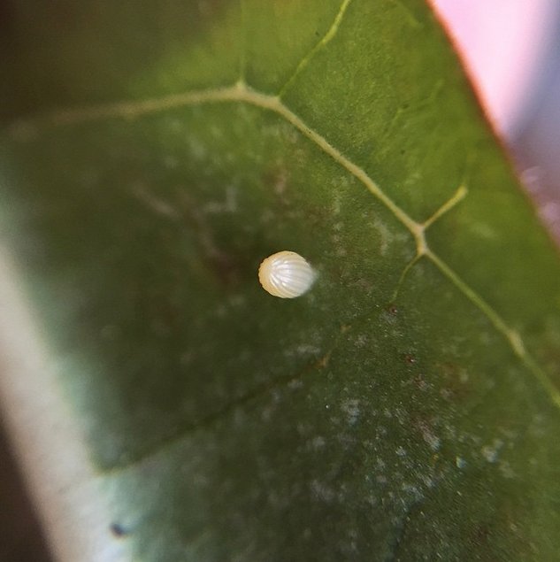 MonarchsJV's tweet photo. It’s not too late to plant #milkweed! #Monarchs prefer to lay their eggs on younger plants, so planting throughout the #summer gives them the variety they need. Look for deals on milkweed at nurseries near you: https://t.co/KDtGzV1cfc 

#wimonarchs
Photo by @USFWSMidwest https://t.co/0xILEPGOTf