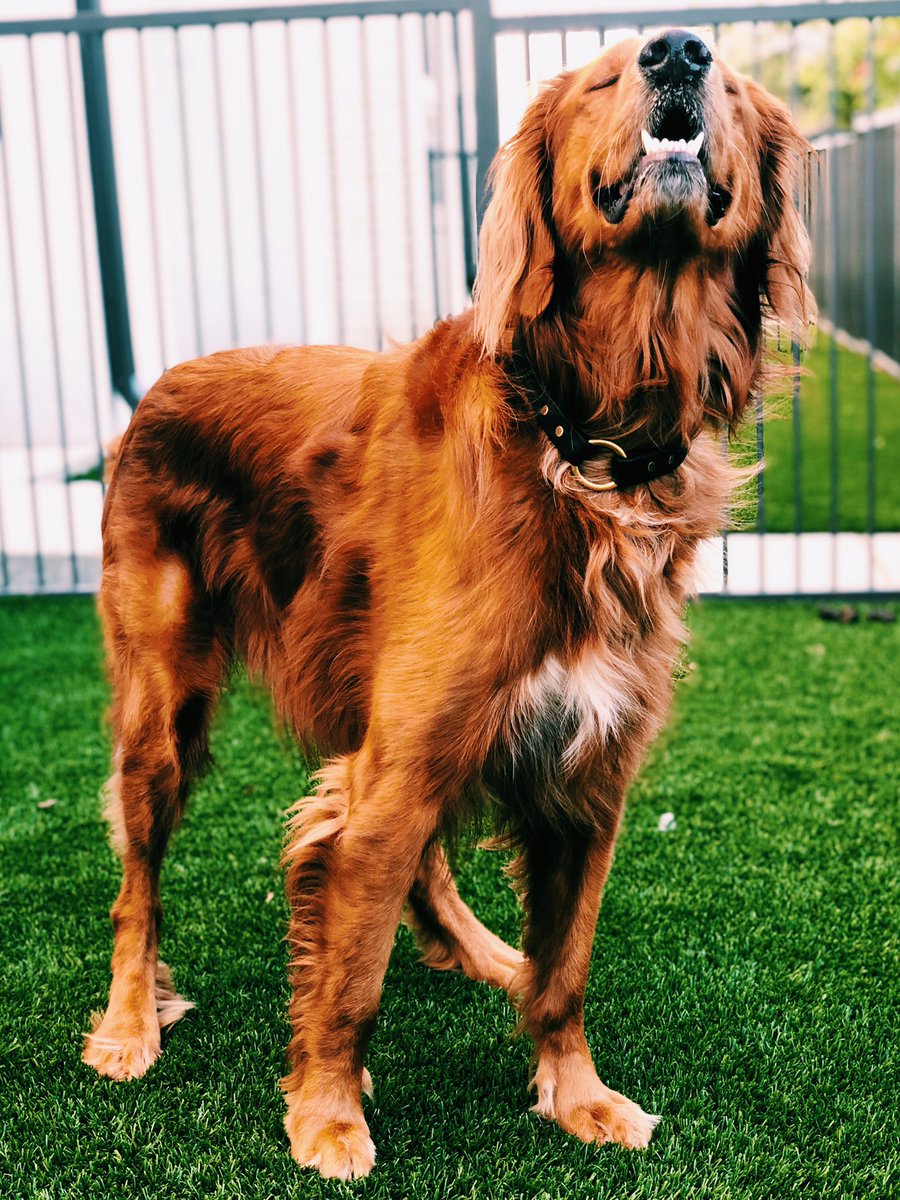 mjones041's tweet photo. Here are some pictures of my dog. #postbar https://t.co/F0UAmiTaHi