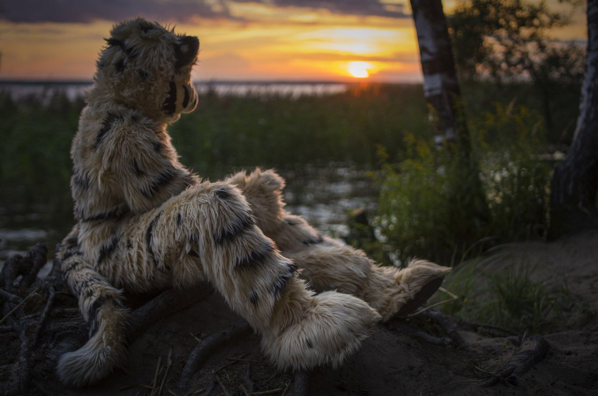 Deri_Fox's tweet photo. #Fursuit #sunset @namiritiger https://t.co/FZZkjkqz0p