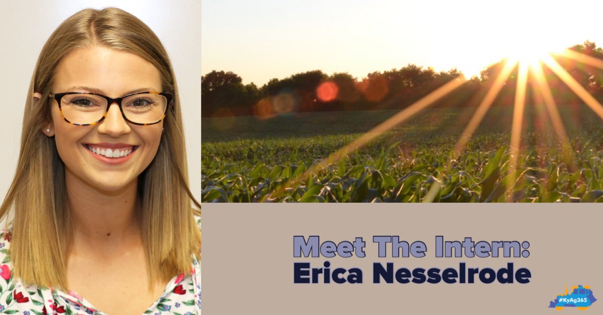 KYAgCommish35's tweet photo. .@kentuckyag intern Erica Nesselrode will be a senior @universityofky this fall. This summer, Erica is interning with the Office of Agricultural Marketing in the Shows &amp; Fairs Division. Learn more about Erica on our Instagram page. #KyAg365 https://t.co/M73LPWWZFp