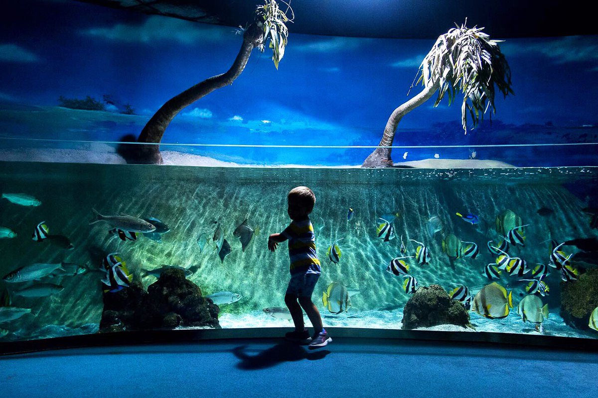 Virvirmoran's tweet photo. Camuflaje en el aquarium #93diasdeverano #93daysofsummer #fotografia #photography #documentfamilyphotography https://t.co/dIssFHX2Pp