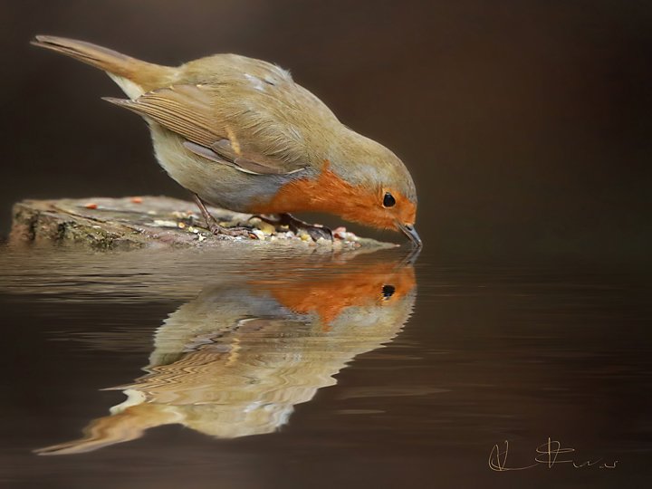 Robin