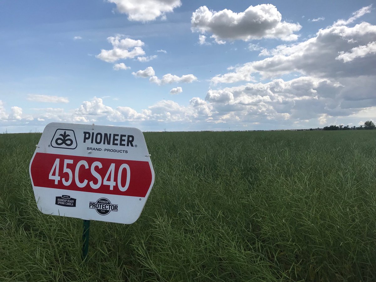 AnnexAgro's tweet photo. ⁦@PioneerSeedsCA⁩ #45M35 and #45CS40 putting on yield at Regina!  Tough to beat the standability of 45CS40. #PlantPioneer https://t.co/TstbLG4PJg