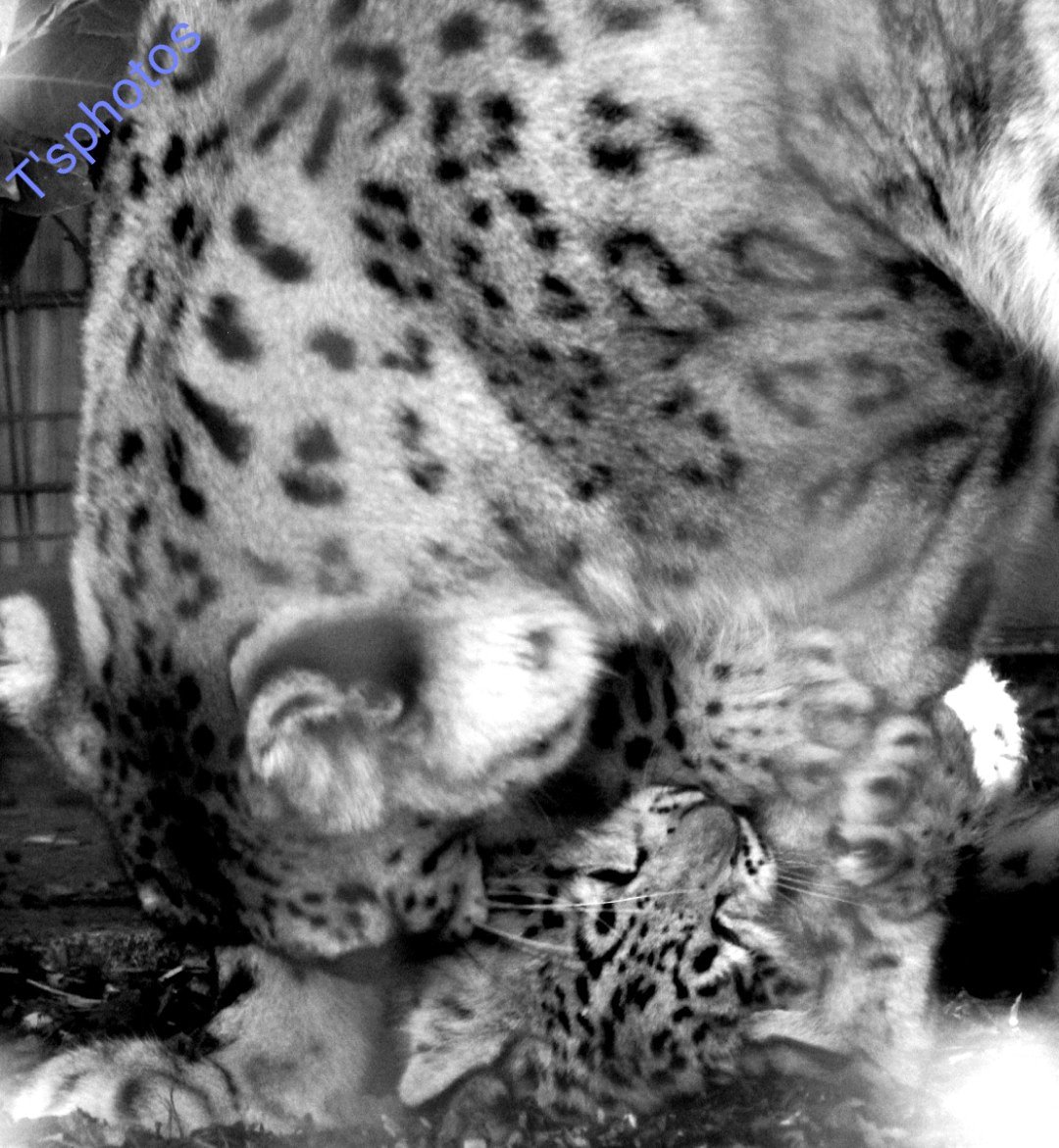 Tinadaley25's tweet photo. Snow Leopards mum and cub @TheBigCatSanct @GilesClark78 #opendays #bigcatsanctuary #bigcatsaboutthehouse #bigcats #snowleopards #mumandcub https://t.co/Pe5t4pCV31
