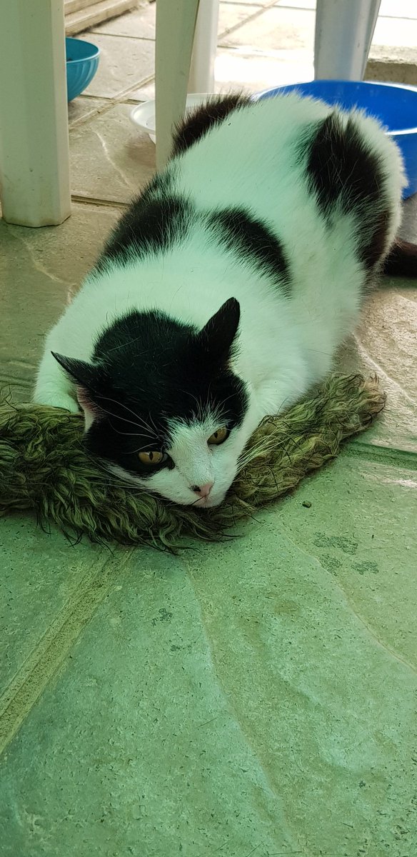 adozionegattiFI's tweet photo. Timido al primo impatto, Pinguino (6 anni) ha un’indole affettuosa e socievole 💕💝Cerca casa con spazio aperto e famiglia tranquilla che lo accudisca con amore. Preferirebbe essere gatto unico. Chiama 346-7713011 (10-19h) o scrivi adozioniama@gmail.com #adozioni #gatti #Firenze https://t.co/1knQQrS277