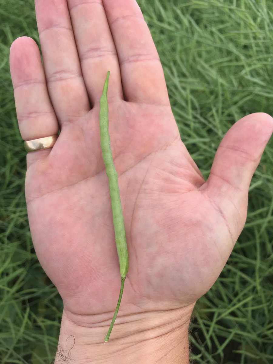 AnnexAgro's tweet image. ⁦@PioneerSeedsCA⁩ #45CM39 no slouch either. Big pods and full of big seeds. Rains this past weekend will help finish this field off. #PlantPioneer