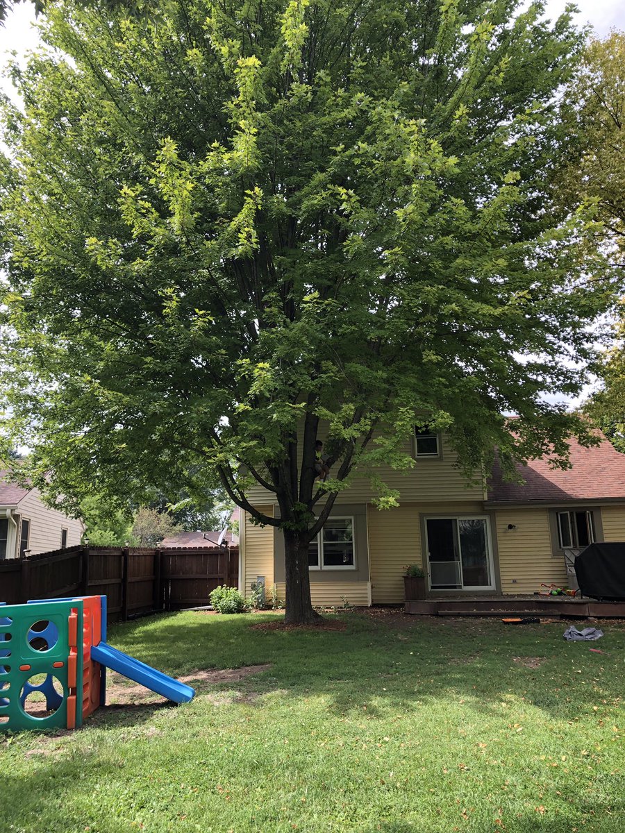 NorthSDMF's tweet photo. COOL CLIMBER! 🌳📚 Austin (new @RiversideSDMF 3rd grader) found a nice reading spot in his backyard! No one can stop him from reading now! 😁 @FallsSchools 

#WhereintheWorldAreYouReading #SummerReads  #fallspride https://t.co/xCAzUI0sf2