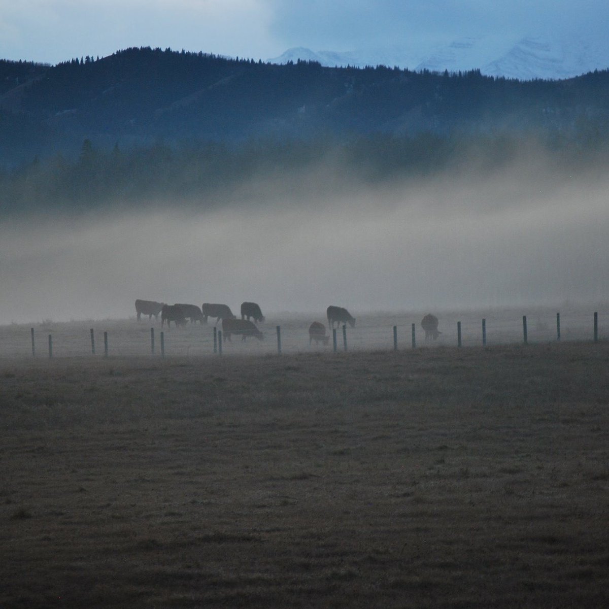 CanCattle's tweet photo. Well-managed #cattle ops deliver ecosystem services that benefit the enviro & society as a whole #TESA2019 #CDNBeefConf #sustainable https://t.co/CYK64Q9cHI