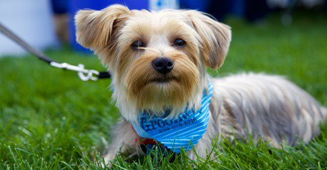 BC_SPCA's tweet photo. Every year animal-lovers join together to fight animal cruelty. Paws for a Cause is one of the BC SPCA's most important fundraising events. Join the walk - sign up today at https://t.co/x2gvusApqC
---
#PawsforBC #BCSPCA https://t.co/l53D145IcF
