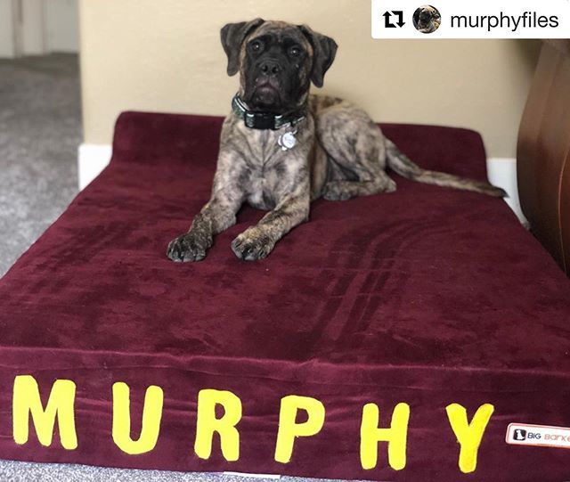 bigbarkerusa's tweet photo. #Repost @murphyfiles what a cutie!! 😍🐾
・・・
“🛌 🐶😈 #bullmastiff #bullmastiffpuppy #puppy #puppies #puppiesofinstagram #dog #dogs #dogsofinstagram #bigbarkerusa #dresdenfiles #murphyfiles #letsleepingdogslie” https://t.co/WaCjQM9Q98 https://t.co/FAXi8JsqEK