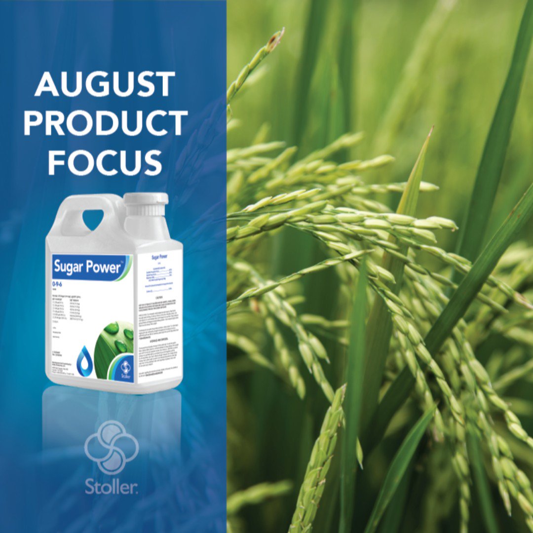 StollerUSA's tweet photo. Our agronomy team has done research with Sugar Power at the soft dough stage in rice and other small grains that shows it can help increase test weight and improve yield.

For more information, please contact a Stoller representative in your area https://t.co/6Pcqc7SW8A https://t.co/5vFpMBvPwr