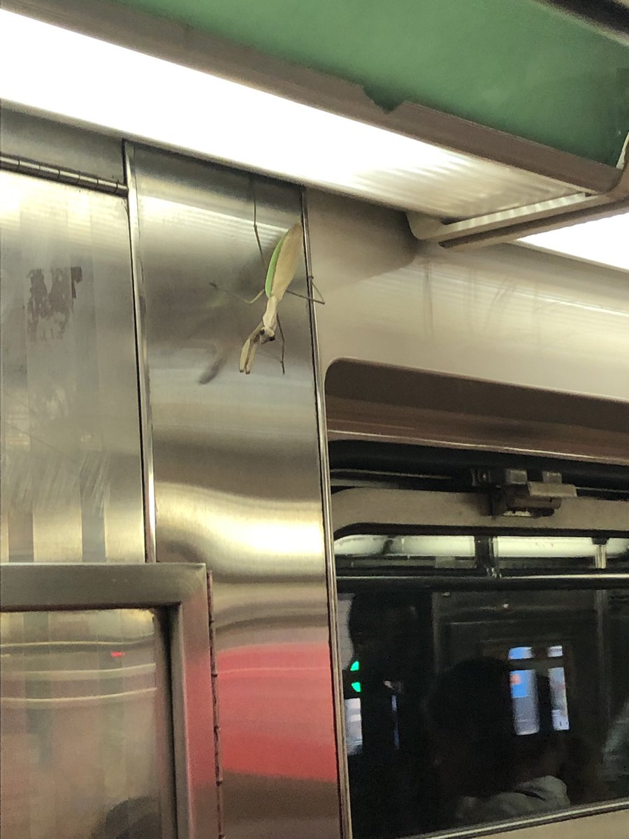 KeithPowersNYC's tweet photo. Like most New Yorkers, I’m frightened by the gigantic praying mantis on the subway but also relieved that he didn’t yell “It’s showtime!” https://t.co/58sPRZVvfn