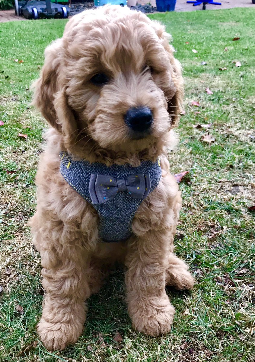 PJF27's tweet photo. @PetsatHome what do you think of our new puppy in his Wainwright’s harness?! #goldendoodle https://t.co/Co0C6EskWx