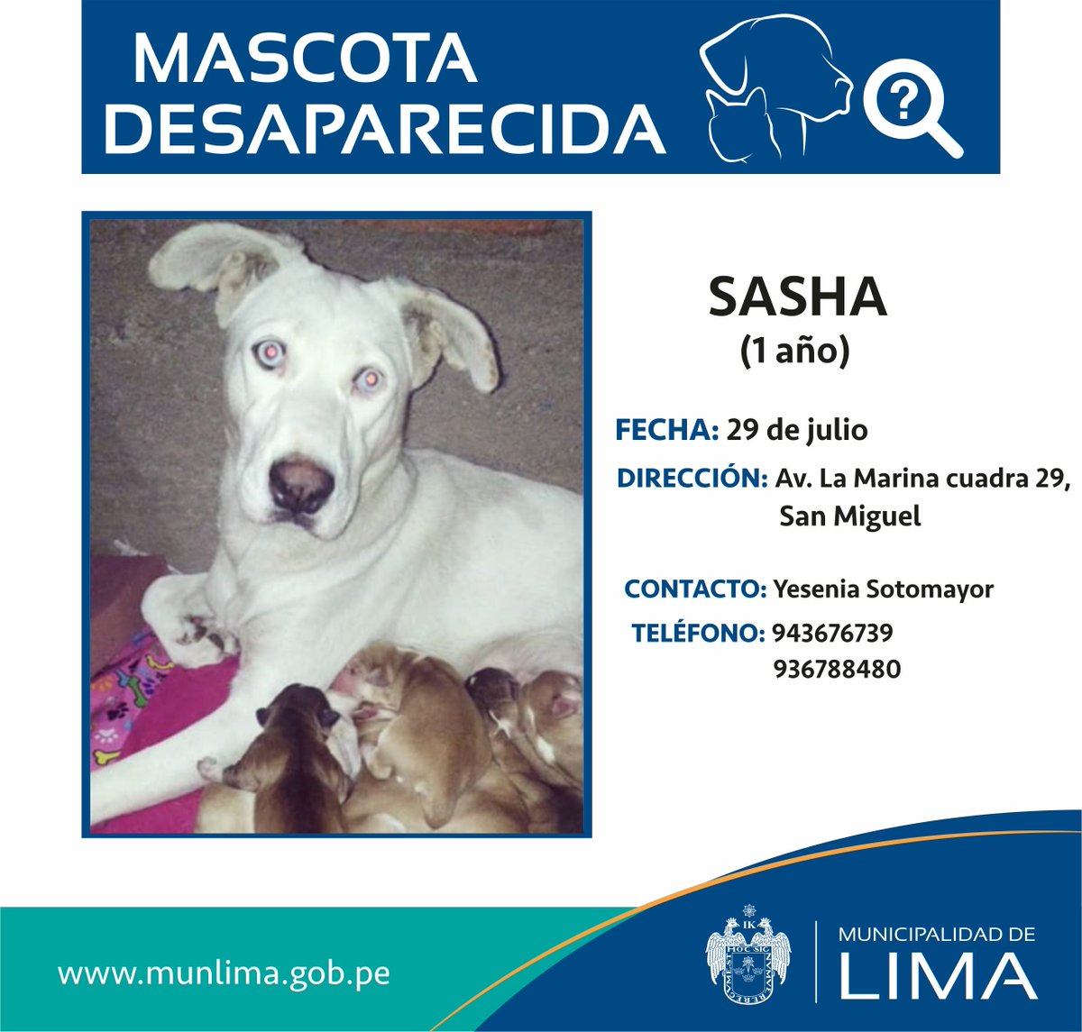 LimaSeguraMML's tweet photo. #CanExtraviado Recuerda que con tu RT puedes ayudar a difundir esta información. https://t.co/KpIODe3JhQ
