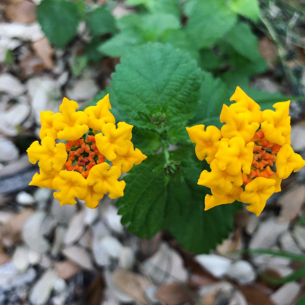 The wild lantana on the property is thriving in our summer heat! #nativevegetation #wildflowers 
#lantana #texaswildflowers #italiancowboytx #scenesfromitaliancowboy #texascoast #coastalbend #rockportfulton #texas