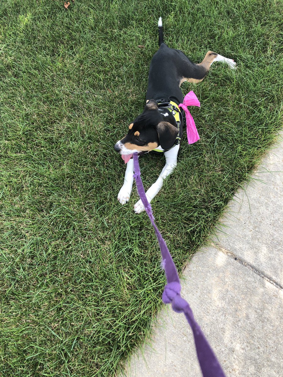 Natashalakeauth's tweet photo. I was hoping my doggy would want to run marathons with me one day. She said no. https://t.co/qipCCpM2z1