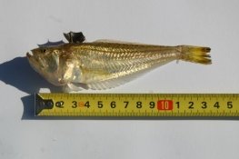 KenfigSandsSLSC's tweet photo. We've had a rise in the number of beach-goers being stung by the extremely painful #WeeverFish. With venomous spines along its dorsal fin, it hides in low tide sand & is well camouflaged... 1/2 #BeachSafety (Photo @BritSeaFishing) https://t.co/OY0lBSDApn