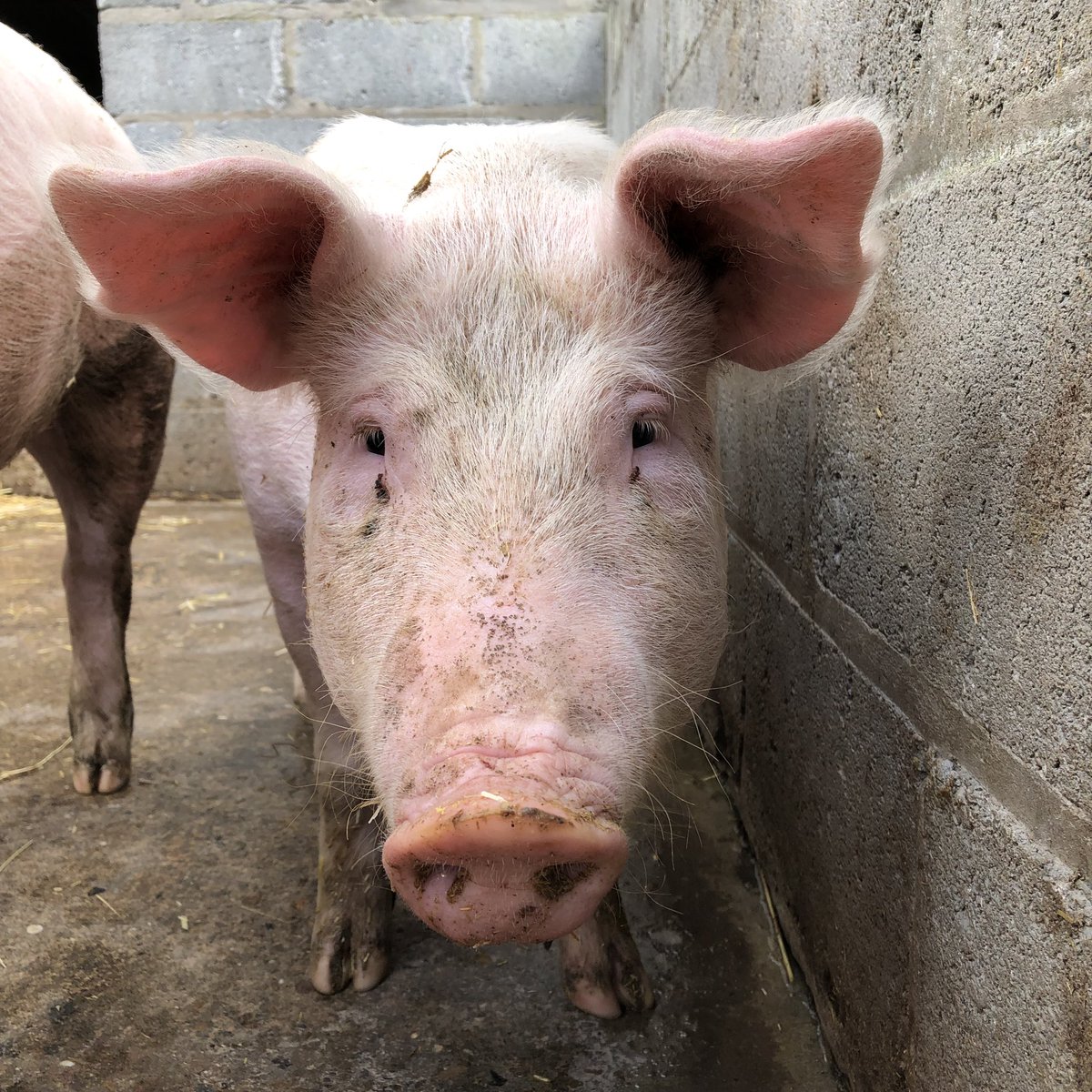 Kirstylu29's tweet photo. If you havenβt already been, get yourself down to the East Hull Community Farm. Lovely little hidden gem thatβs free to enter and has its own farm shop selling its own produce. #hull #easthullcommunityfarm #communityfarm #thingstodoinhull https://t.co/dF4Cc5W689
