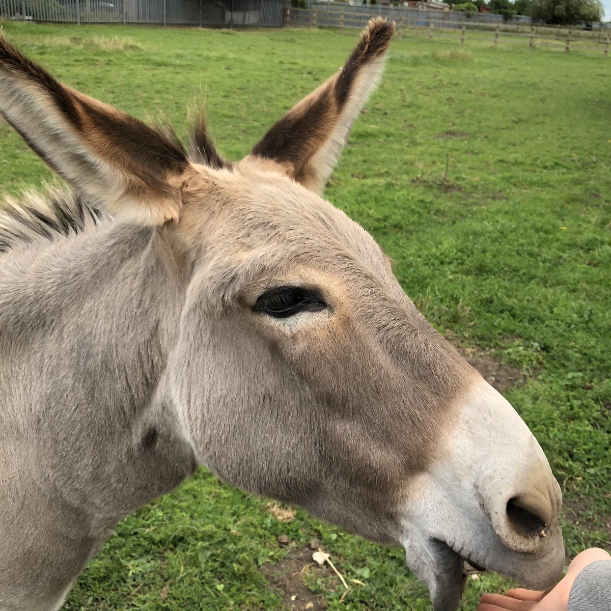 Kirstylu29's tweet photo. If you havenβt already been, get yourself down to the East Hull Community Farm. Lovely little hidden gem thatβs free to enter and has its own farm shop selling its own produce. #hull #easthullcommunityfarm #communityfarm #thingstodoinhull https://t.co/dF4Cc5W689