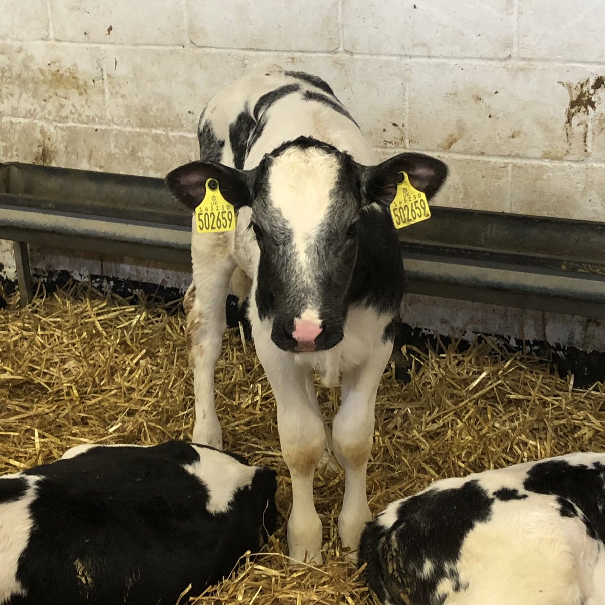 Kirstylu29's tweet photo. If you havenβt already been, get yourself down to the East Hull Community Farm. Lovely little hidden gem thatβs free to enter and has its own farm shop selling its own produce. #hull #easthullcommunityfarm #communityfarm #thingstodoinhull https://t.co/dF4Cc5W689