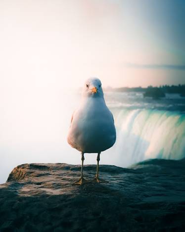 NiagaraParks's tweet photo. "Felt cute, might delete later."

We're not the only ones glad to see you when you come to visit, but rest assured we do offer better views.

Great pic outside of our Table Rock Centre, snapped by IG user MatthewAndSamantha.

https://t.co/UcXU7f0tHO
#ExploreCanada #discoverON https://t.co/qCHcVcYHxr