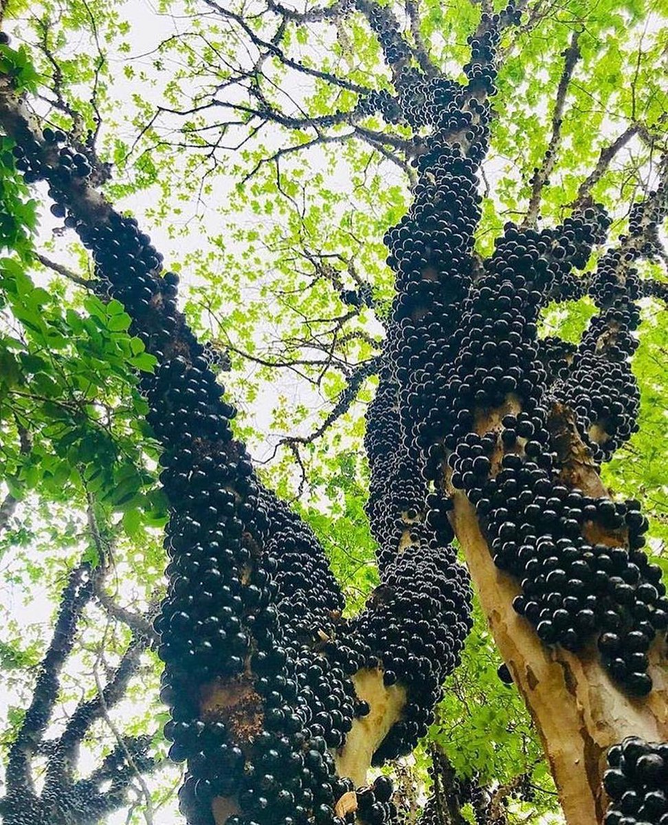 culturacaipira's tweet photo. Num sei se oceis gosta, mai marca um amigo(a) modi pegá uma... mai uma só!
#culturacaipira #culturabrasileira #caipira #rural #interior #dointerior #jaboticaba #frutas #frutasbrasileiras https://t.co/mAbUPmgVTm