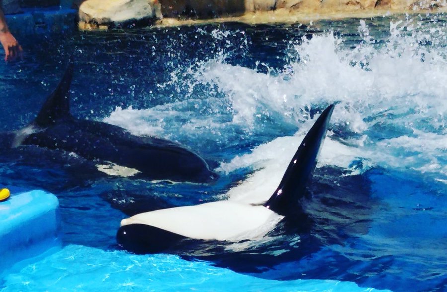 名古屋港水族館のシャチ情報を完全網羅 ショーやぬいぐるみの情報も ちりっく