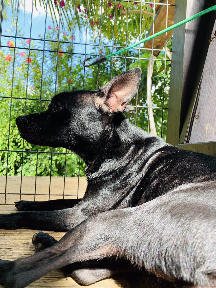 bark_pr's tweet photo. 🌙 #AdoptaNoCompres #vitaminD #petsitting https://t.co/qVajZSzTA9
