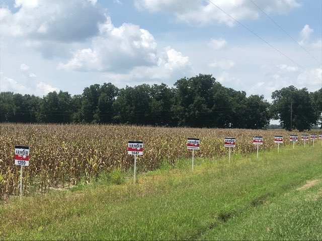 ArmorSeed's tweet photo. When drydown starts it feels like the end might be in sight. Checking in on that good-looking @ArmorSeed corn plot drying down on Brazil Planting Company in Mississippi. #ArmorCorn #startstrong #plotcheck https://t.co/Bs2Jb30ZaN