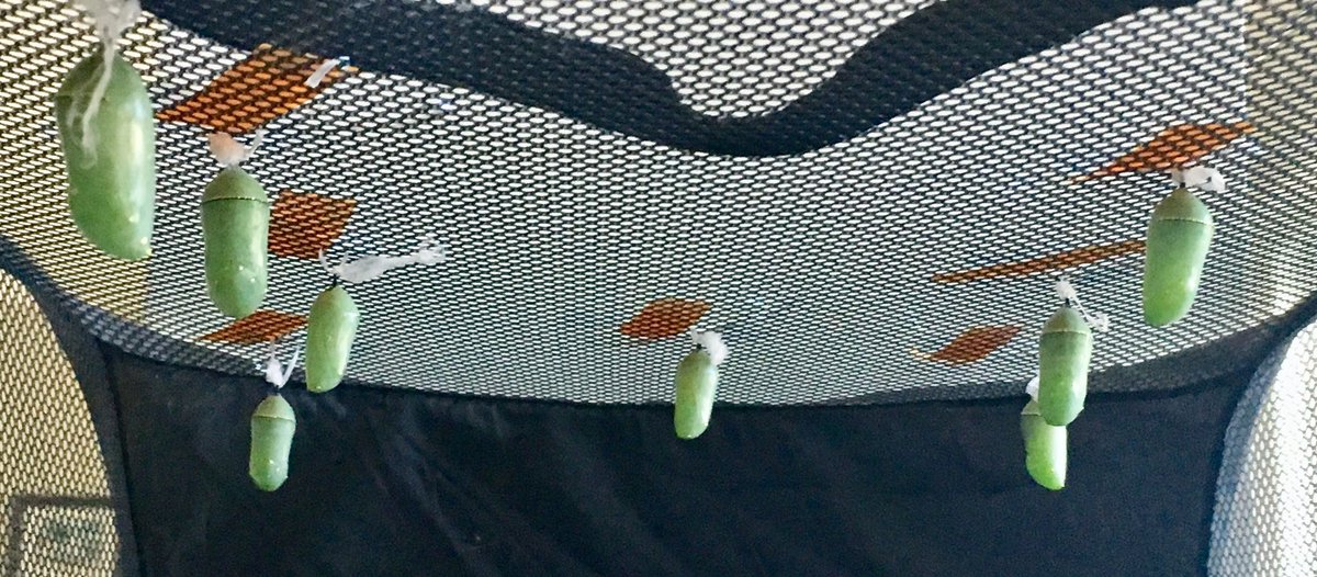 Carolyn_Bou's tweet photo. Monarch project update:
- 10 chrysalises with new one this afternoon. First was Aug. 5 -> butterfly in 10-14 days = this week!
- Six caterpillars. Largest 2.5”, smallest 1/3”. #monarchbutterfly @MonarchOfficial https://t.co/1eFDUfa2KC