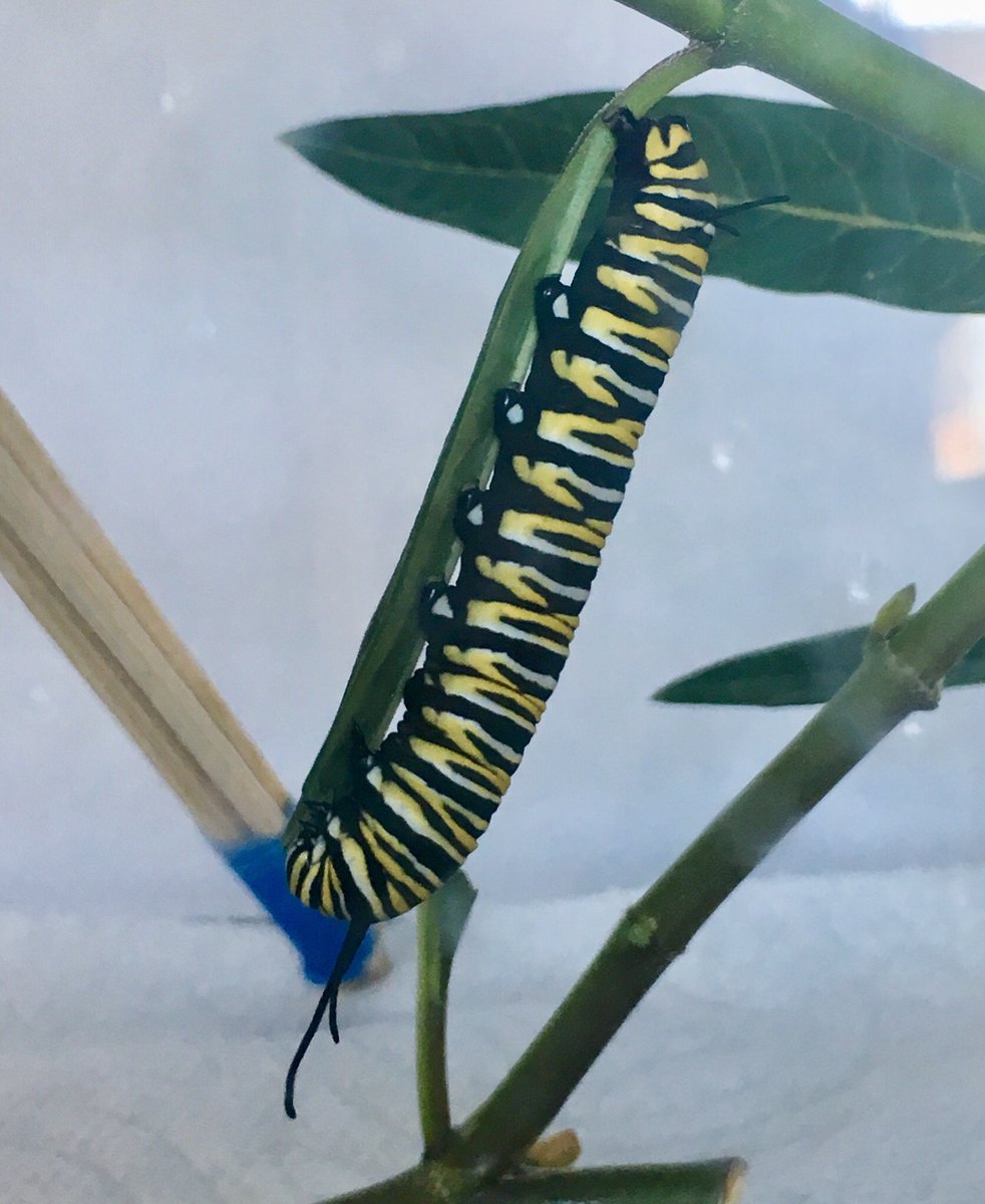 Carolyn_Bou's tweet photo. Monarch project update:
- 10 chrysalises with new one this afternoon. First was Aug. 5 -> butterfly in 10-14 days = this week!
- Six caterpillars. Largest 2.5”, smallest 1/3”. #monarchbutterfly @MonarchOfficial https://t.co/1eFDUfa2KC