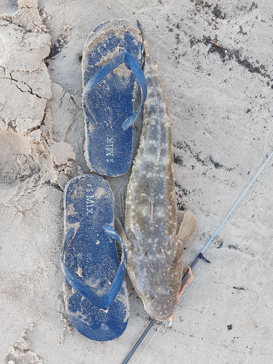 AchieveAg's tweet image. Last chance to go fishing on our holidays this morning and landed this horse of a flathead on soft plastics in not a lot of water. Definitely the heaviest I have ever caught and possibly the longest. Need to measure my thongs when I get home 😂