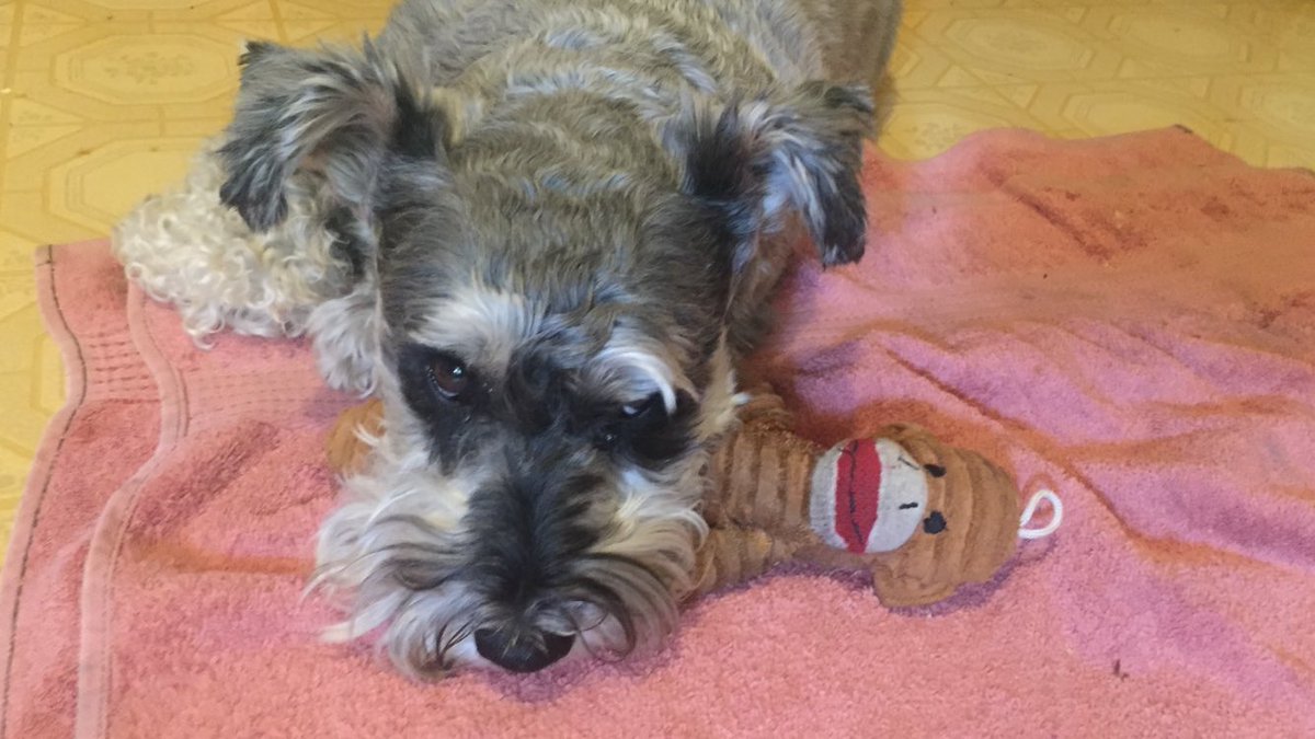 247razz's tweet photo. Hi y’all. I had no phone signal at work today. It’s been a ruff day. Looks like Tucker and monkey are beat too. https://t.co/uIODvFVE67
