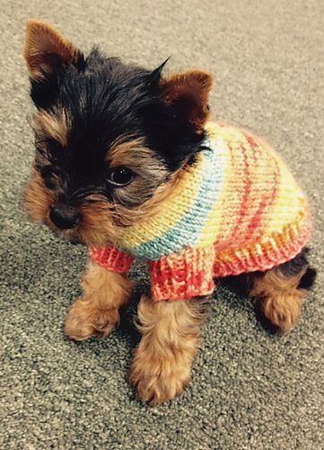 diyscript's tweet image. Just Pinned to Handmade Puppy Sweater:   ift.tt/303T6Oe