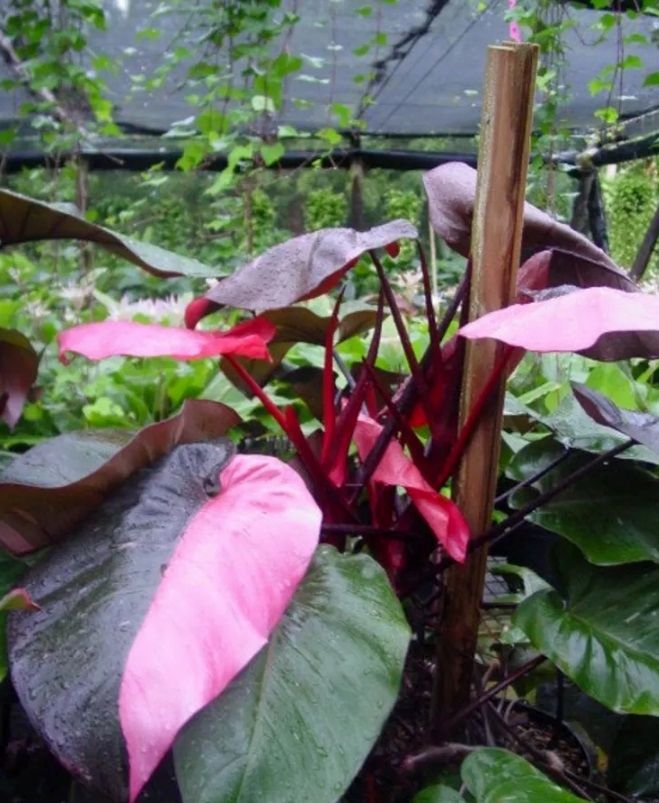 diyscript's tweet image. Just Pinned to Windowsill DIY Decor:   ift.tt/2ZYwVsJ