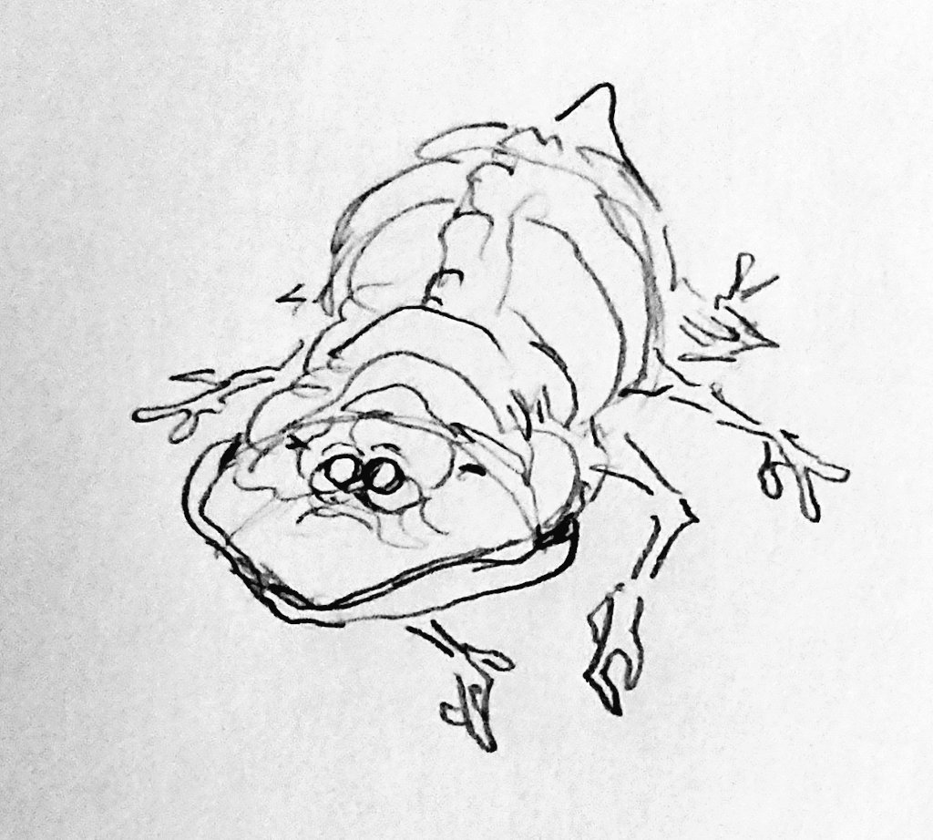 some drawings of this guy 